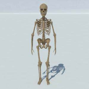 Human Skeleton 3D Model - Realtime - 3D Models World