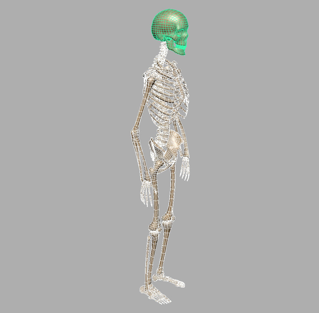human-skeleton-3d-model-10