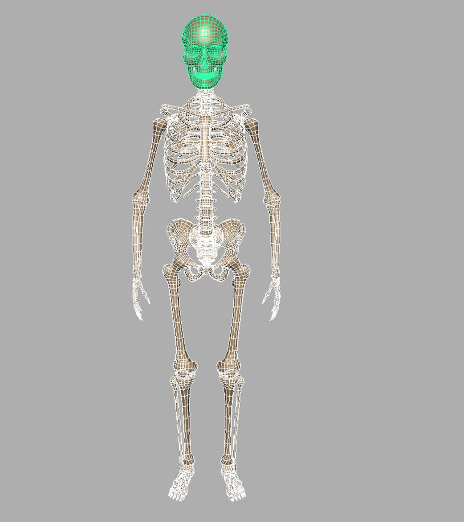 human-skeleton-3d-model-11
