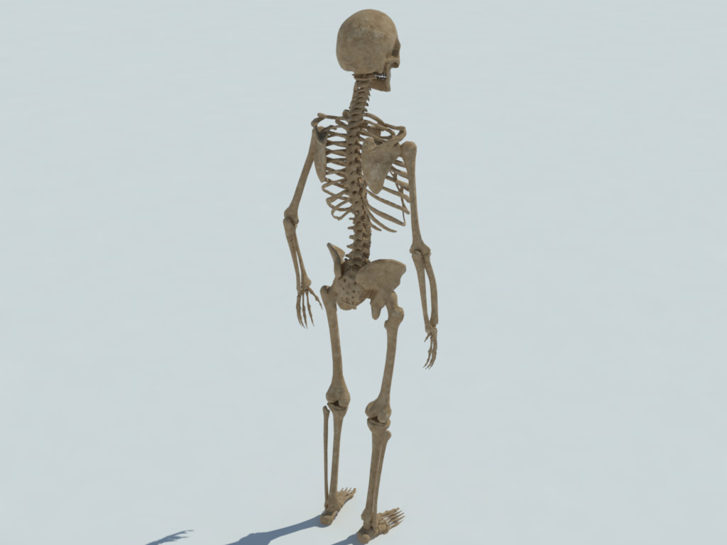 Ткань скелета человека. 3 Скелета. Скелет 3д. Скелет человека из пластилина. Скелет человека 3d модель.