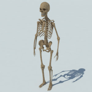 human-skeleton-3d-model-5