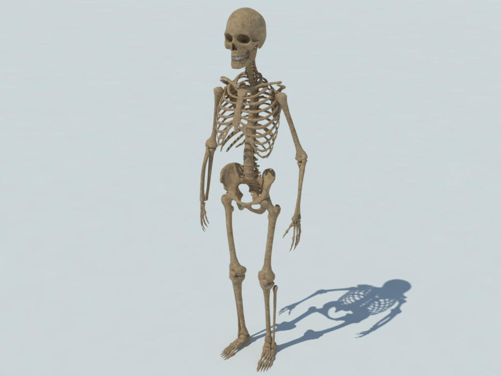 human skeleton 3d model maya free download