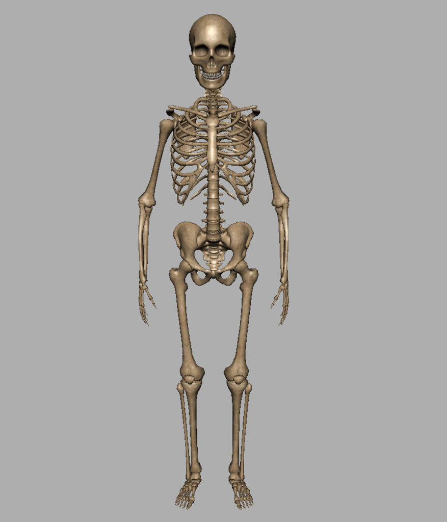 human-skeleton-3d-model-6
