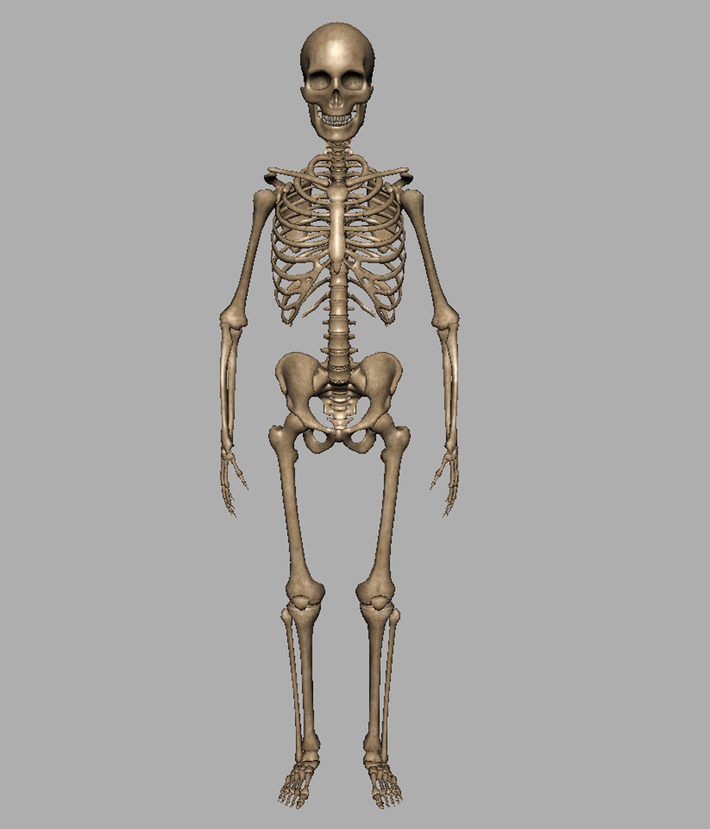 skeleton model drawing