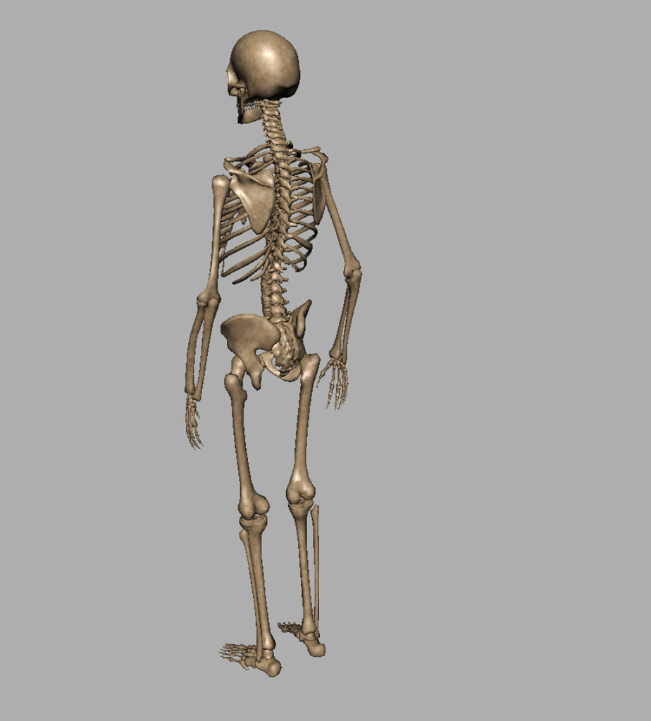 human-skeleton-3d-model-7