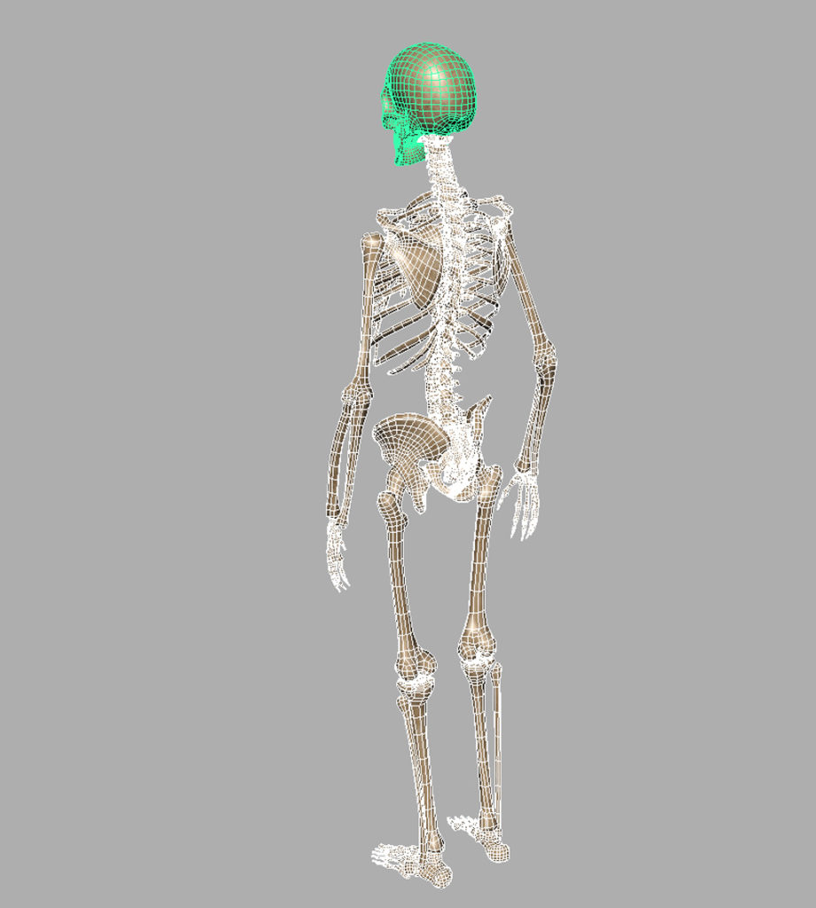 human-skeleton-3d-model-8