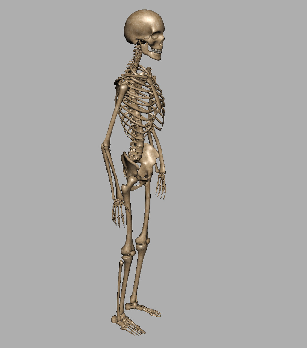 Три д скелет человека. Ds3 Skeleton. Скелет человека 3д. Skeleton 3d model. Модель скелета человека.