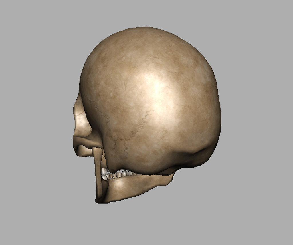 human-skull-3d-model-10