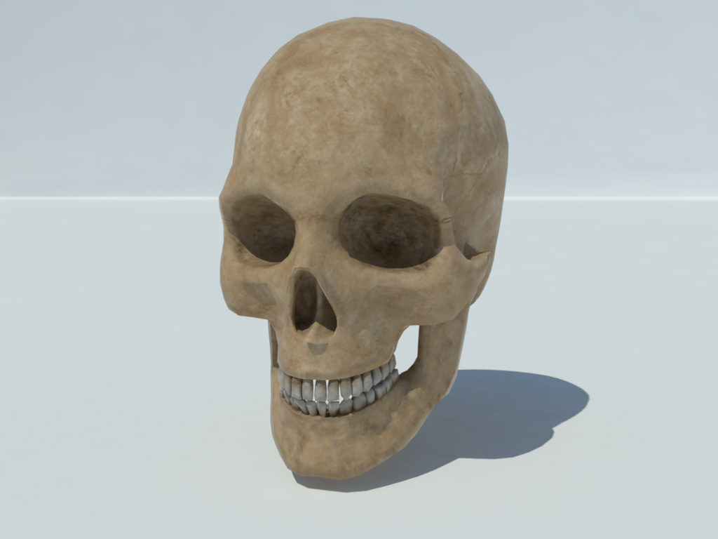 Human Skull 3d Model Realtime 3d Models World