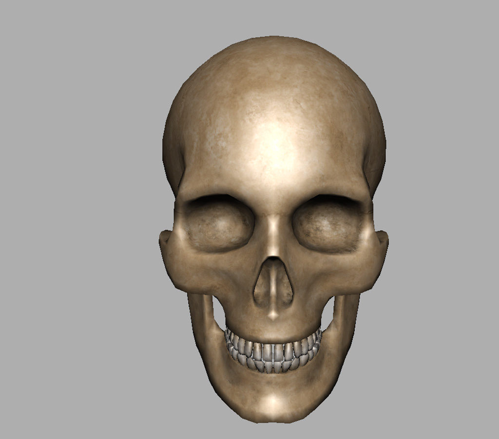 human-skull-3d-model-6
