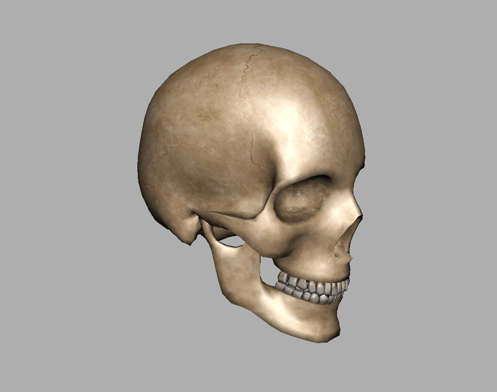 human-skull-3d-model-8