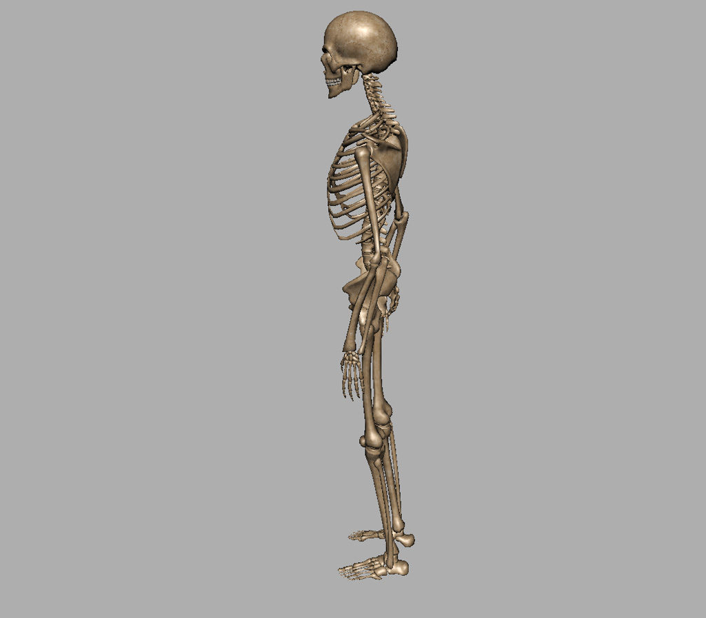 skeleton-halloween-3d-model-10