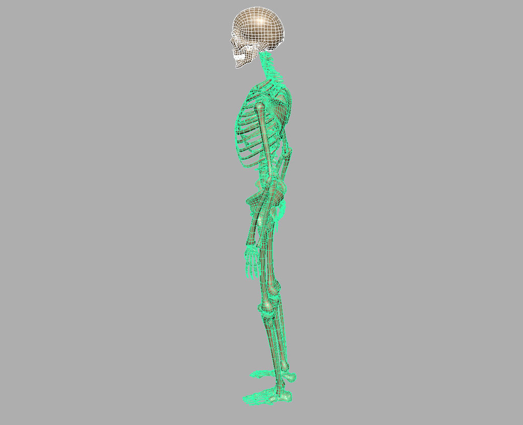 skeleton-halloween-3d-model-11