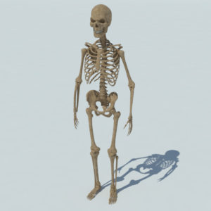 skeleton-halloween-3d-model-2
