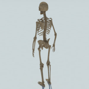 Skeleton Halloween 3D Model - Realtime - 3D Models World