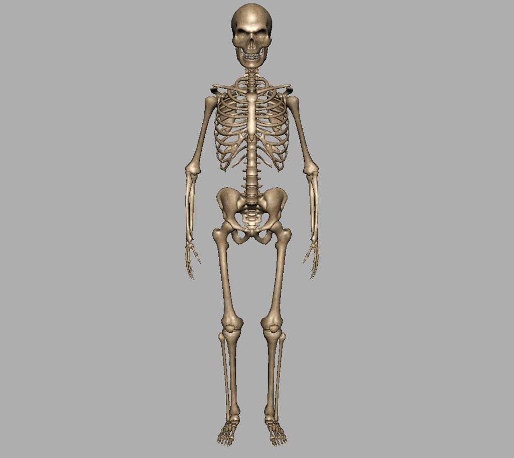 skeleton-halloween-3d-model-6