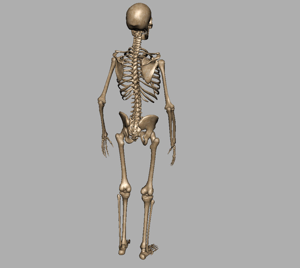 skeleton-halloween-3d-model-8