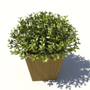 buxus-box-plant-3d-model-1