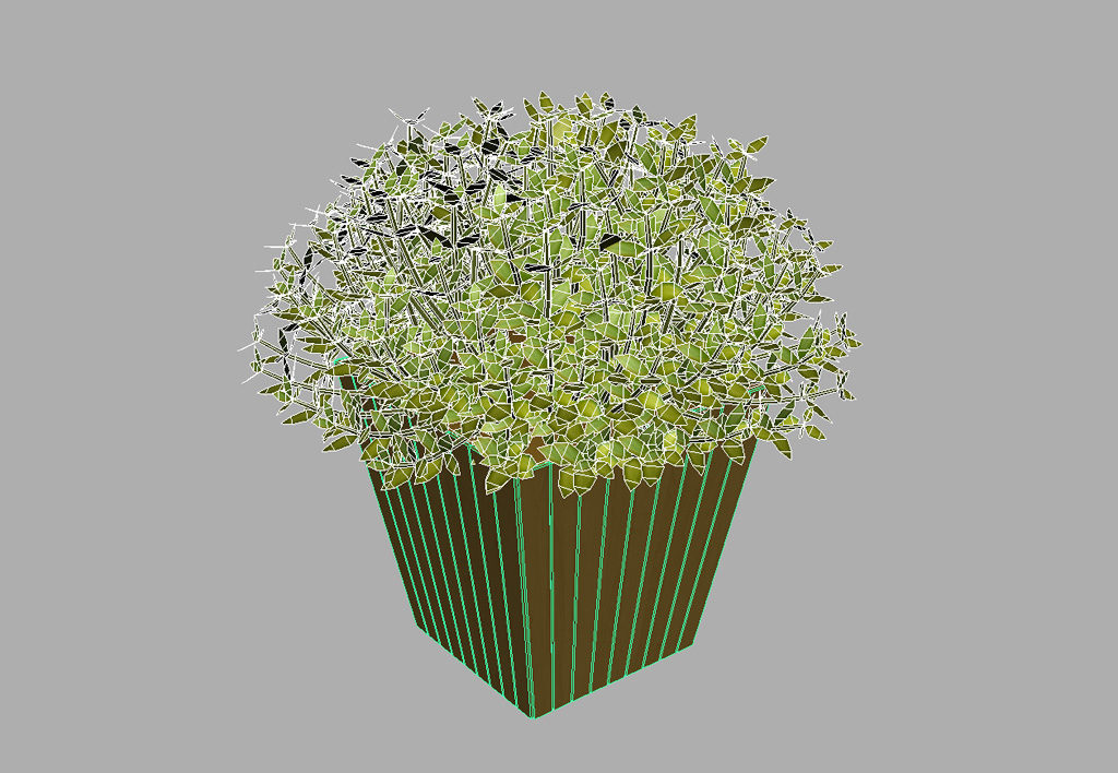 buxus-box-plant-3d-model-10