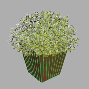 buxus-box-plant-3d-model-10