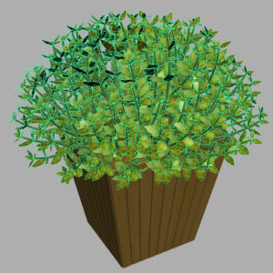 buxus-box-plant-3d-model-11