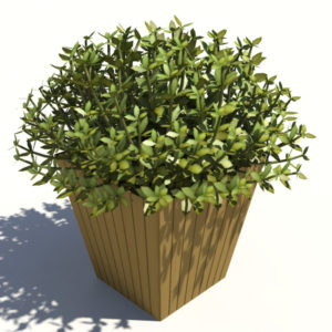 buxus-box-plant-3d-model-3