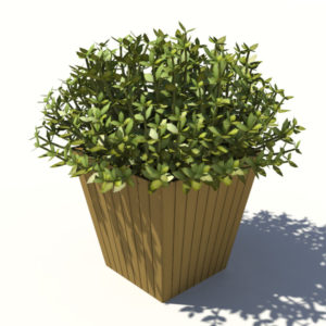 buxus-box-plant-3d-model-5