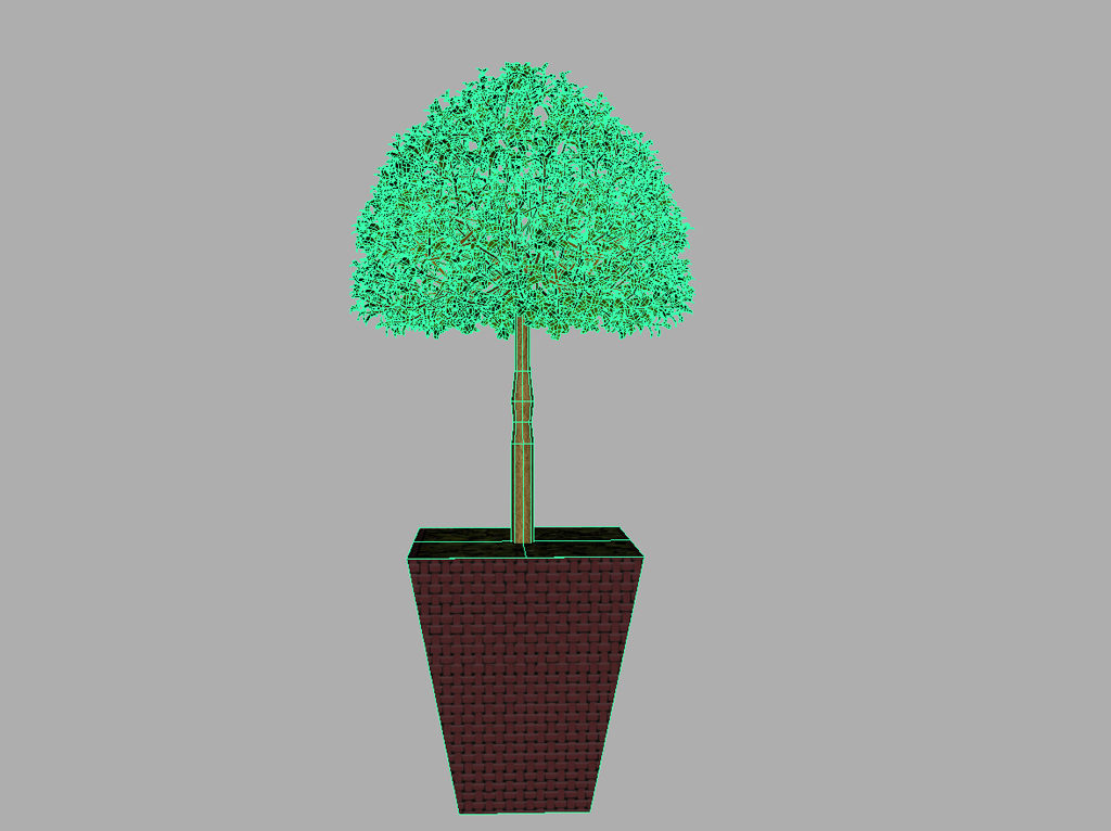 buxus-box-plant-3d-model-tree-10