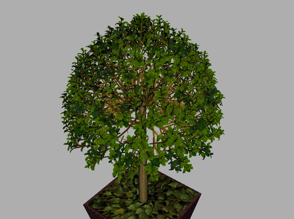 buxus-box-plant-3d-model-tree-11
