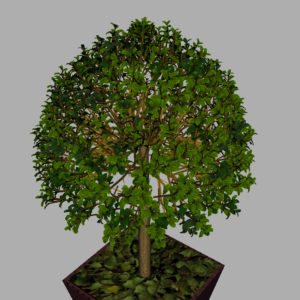 buxus-box-plant-3d-model-tree-11