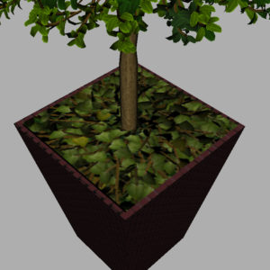 buxus-box-plant-3d-model-tree-12