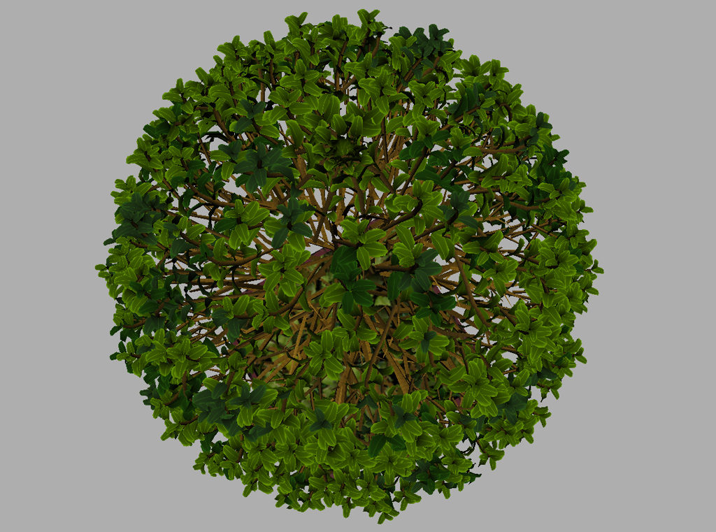 buxus-box-plant-3d-model-tree-13