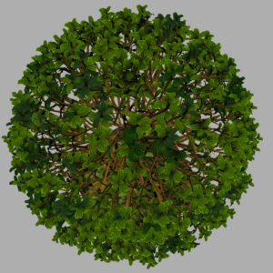 buxus-box-plant-3d-model-tree-13