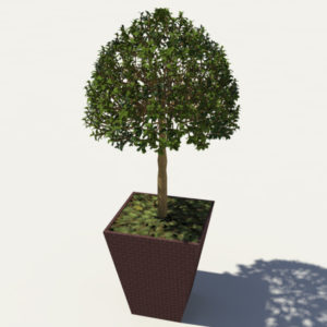 buxus-box-plant-3d-model-tree-2