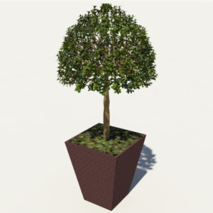 buxus-box-plant-3d-model-tree-3