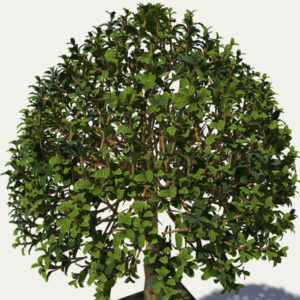 buxus-box-plant-3d-model-tree-4