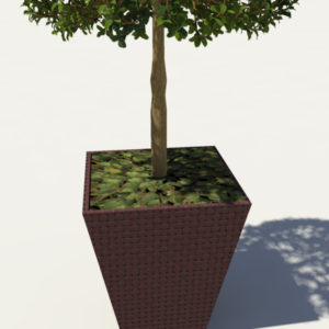buxus-box-plant-3d-model-tree-5