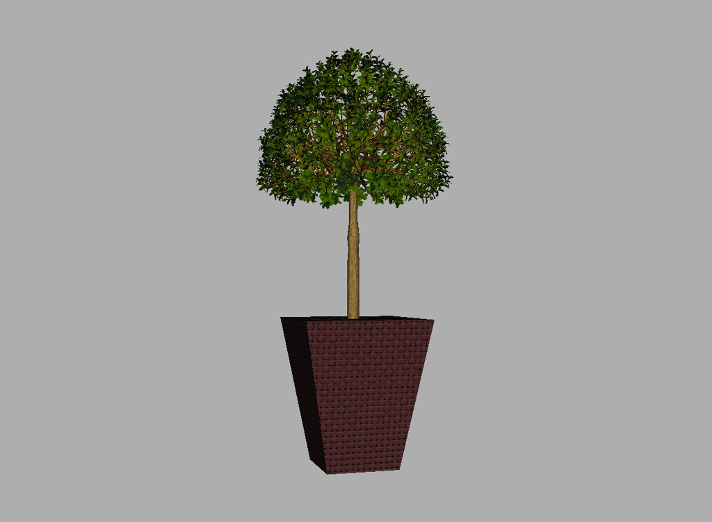 buxus-box-plant-3d-model-tree-7