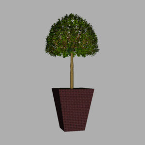 buxus-box-plant-3d-model-tree-7