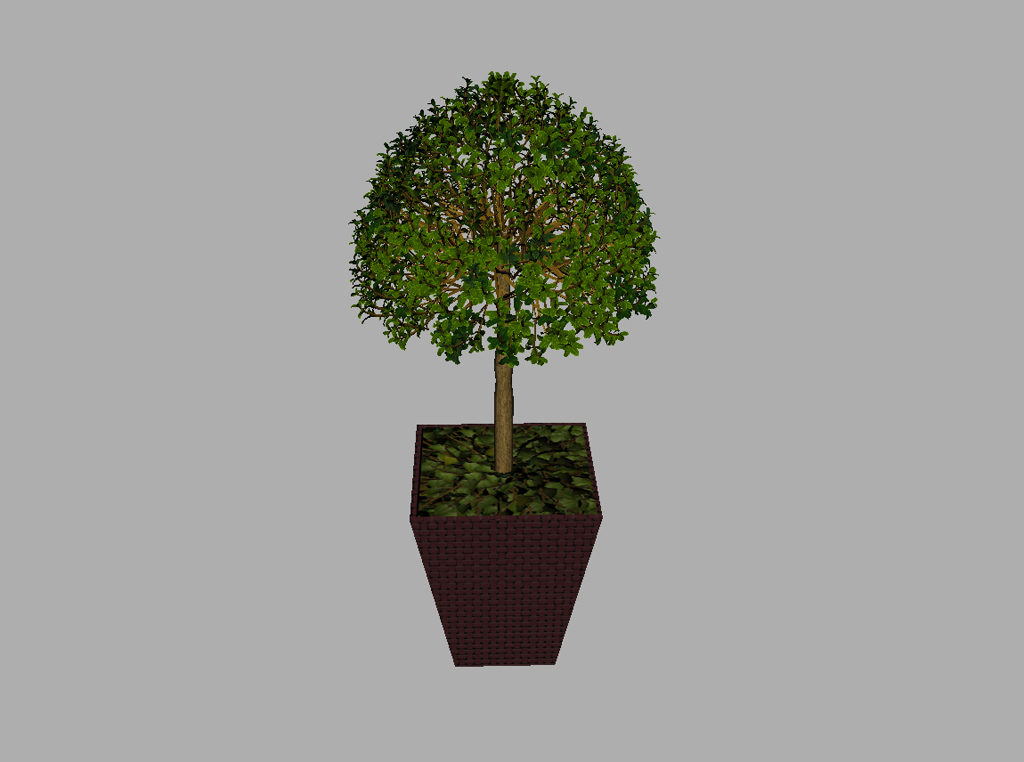 buxus-box-plant-3d-model-tree-8