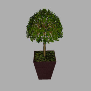 buxus-box-plant-3d-model-tree-8