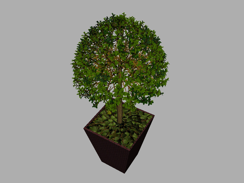 buxus-box-plant-3d-model-tree-9