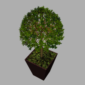 buxus-box-plant-3d-model-tree-9