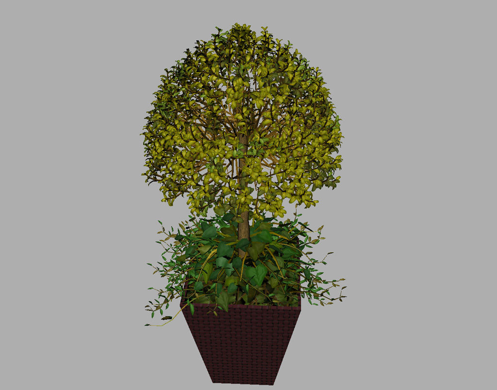 buxus-box-plant-ivy-3d-model-11