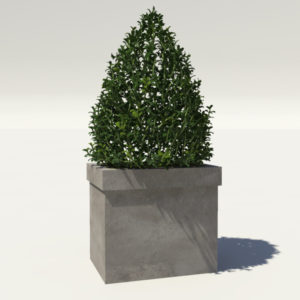 buxus-box-plant-pyramid-3d-model-1