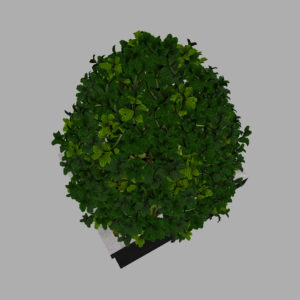 buxus-box-plant-pyramid-3d-model-10