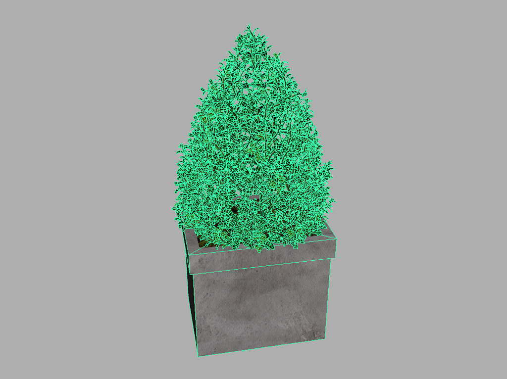 buxus-box-plant-pyramid-3d-model-11