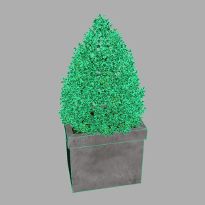 buxus-box-plant-pyramid-3d-model-11