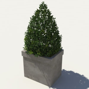 buxus-box-plant-pyramid-3d-model-2