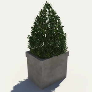 buxus-box-plant-pyramid-3d-model-3